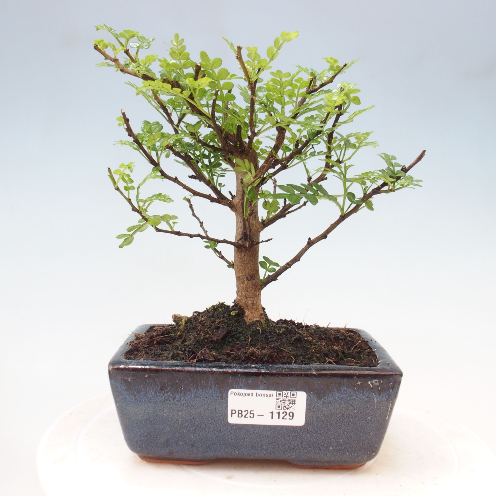 Izbová bonsai - Zantoxylum piperitum - piepor