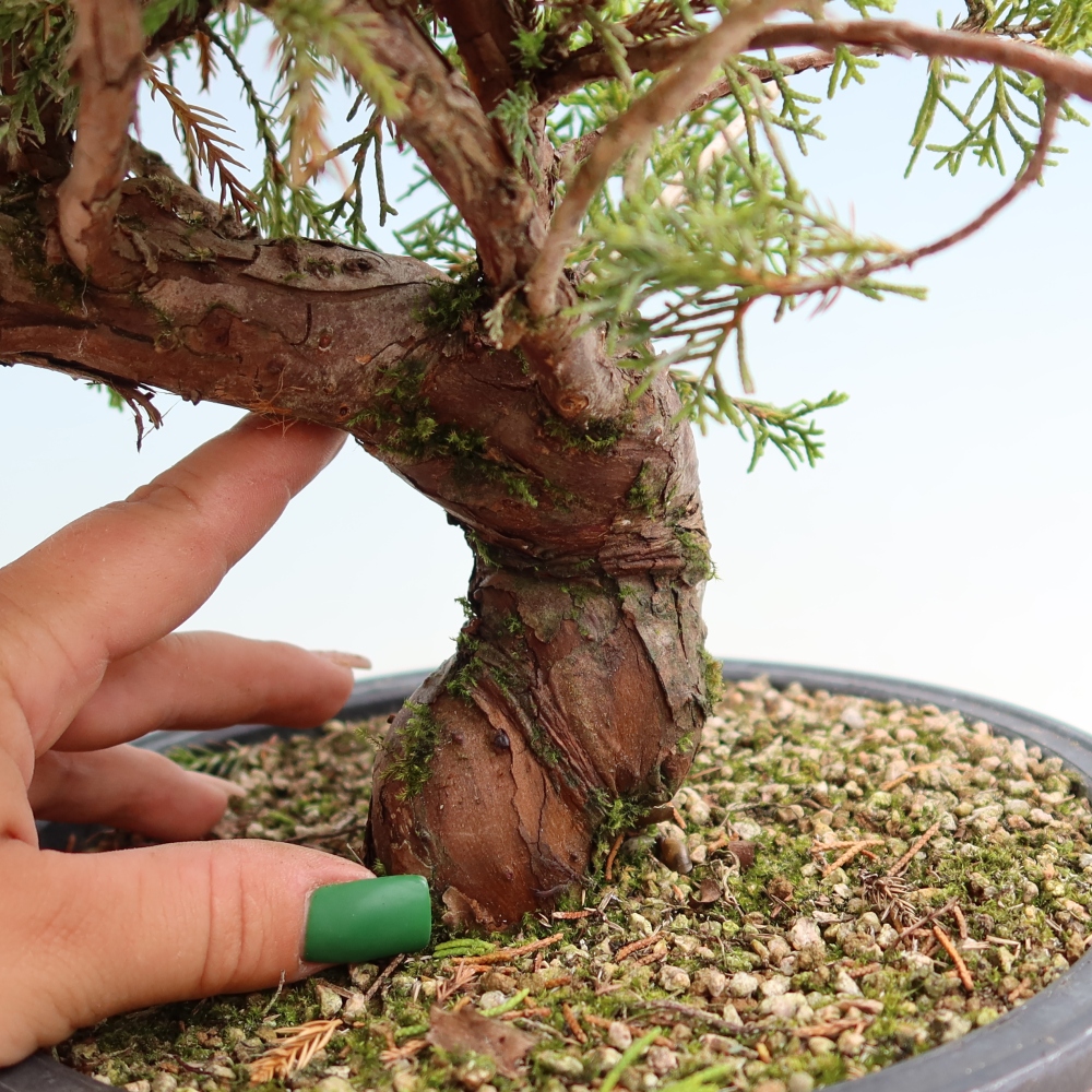 Vonkajší bonsai – Juniperus chinensis Itoigawa – čínsky jalovec