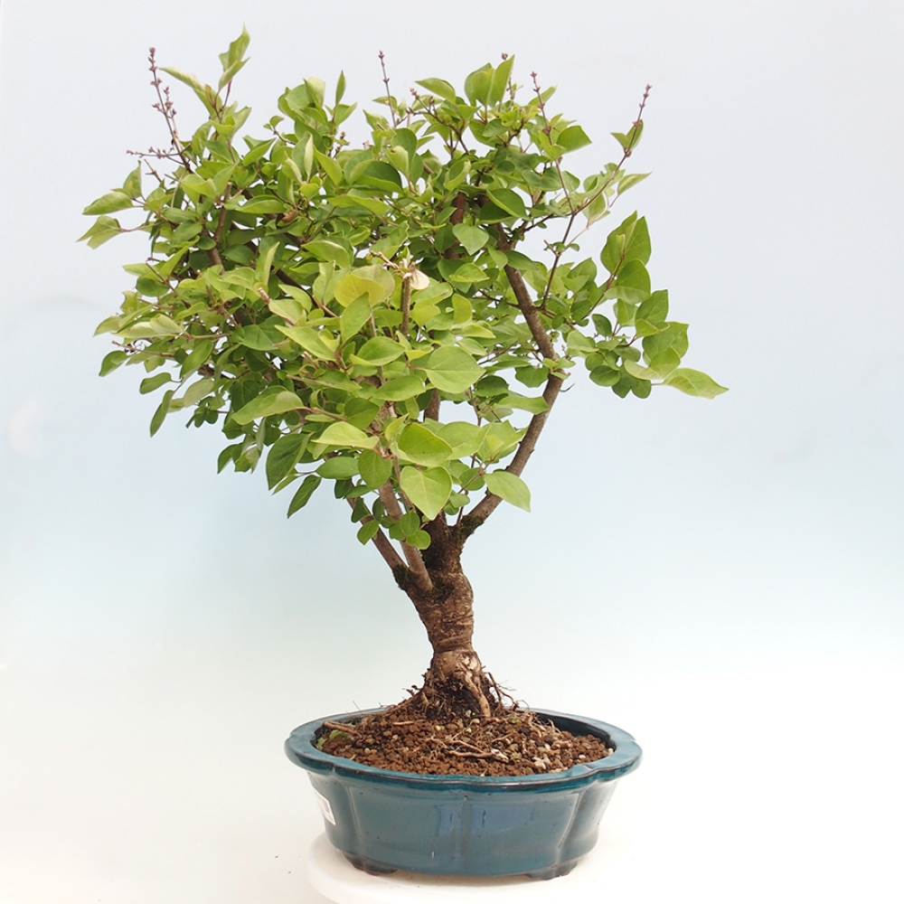 Vonkajší bonsai - Syringa Meyeri Palibin - Orgován Meyerov