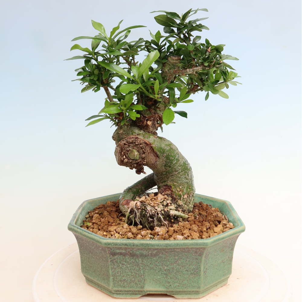 Izba bonsai – Gardenia jasminoides – Gardenia