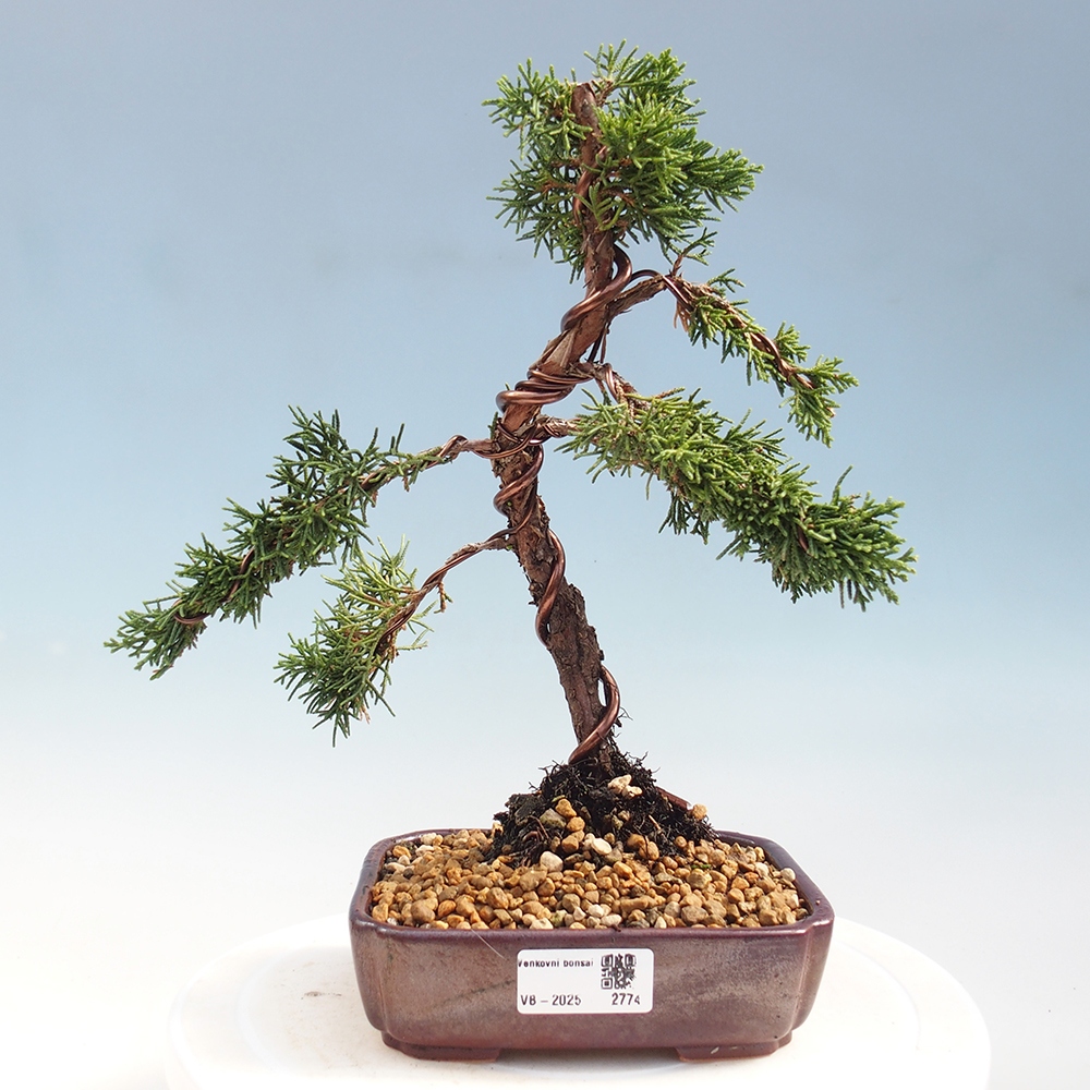 Vonkajší bonsai - Juniperus chinensis Kishu -Jalovec čínsky