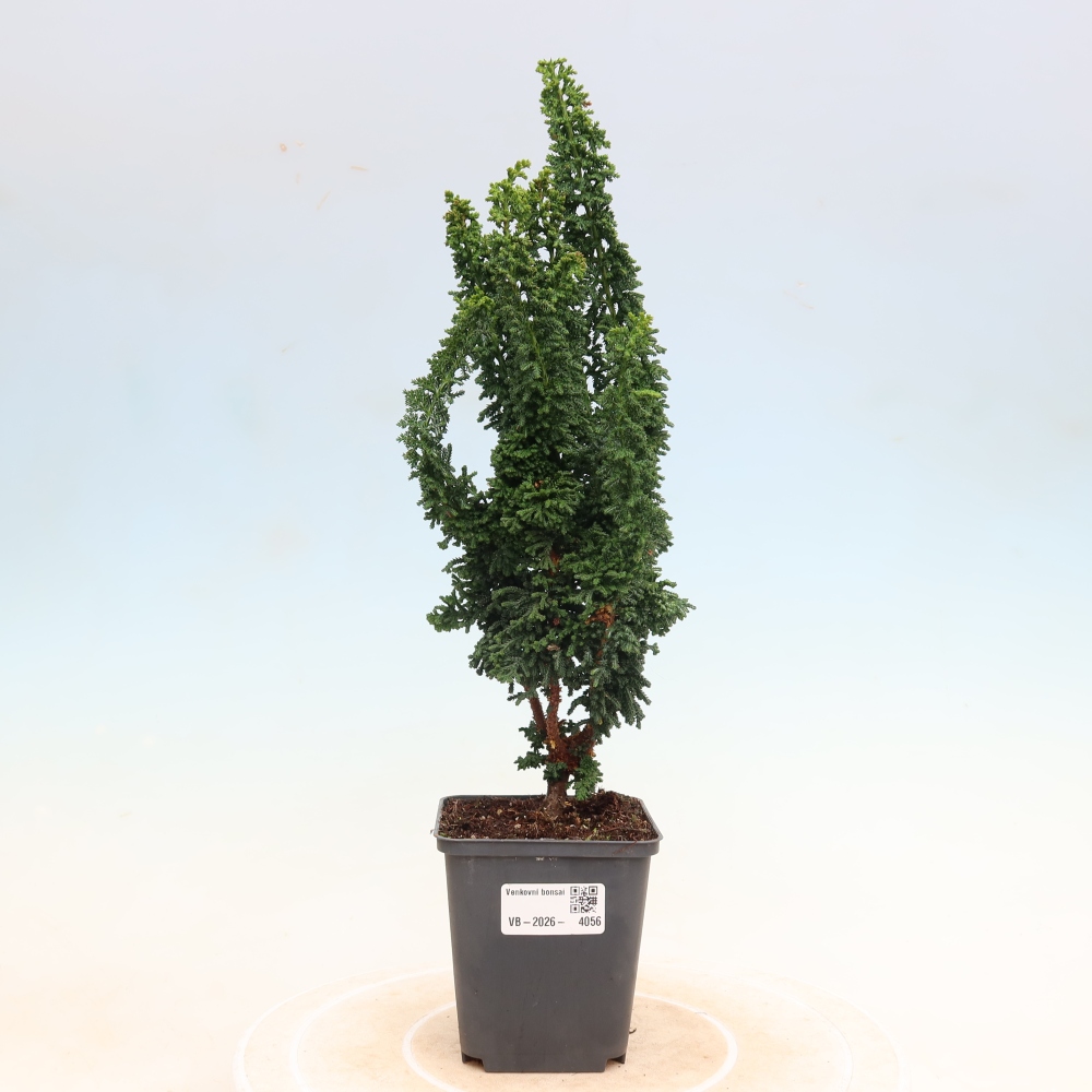 Vonkajší bonsaj - Cham. obtusa SEKKA HINOKI - Cypruštek