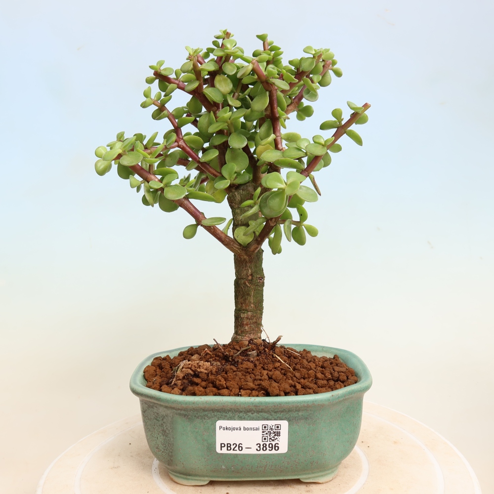Izbové bonsaje - Portulakaria Afra - Tlustice