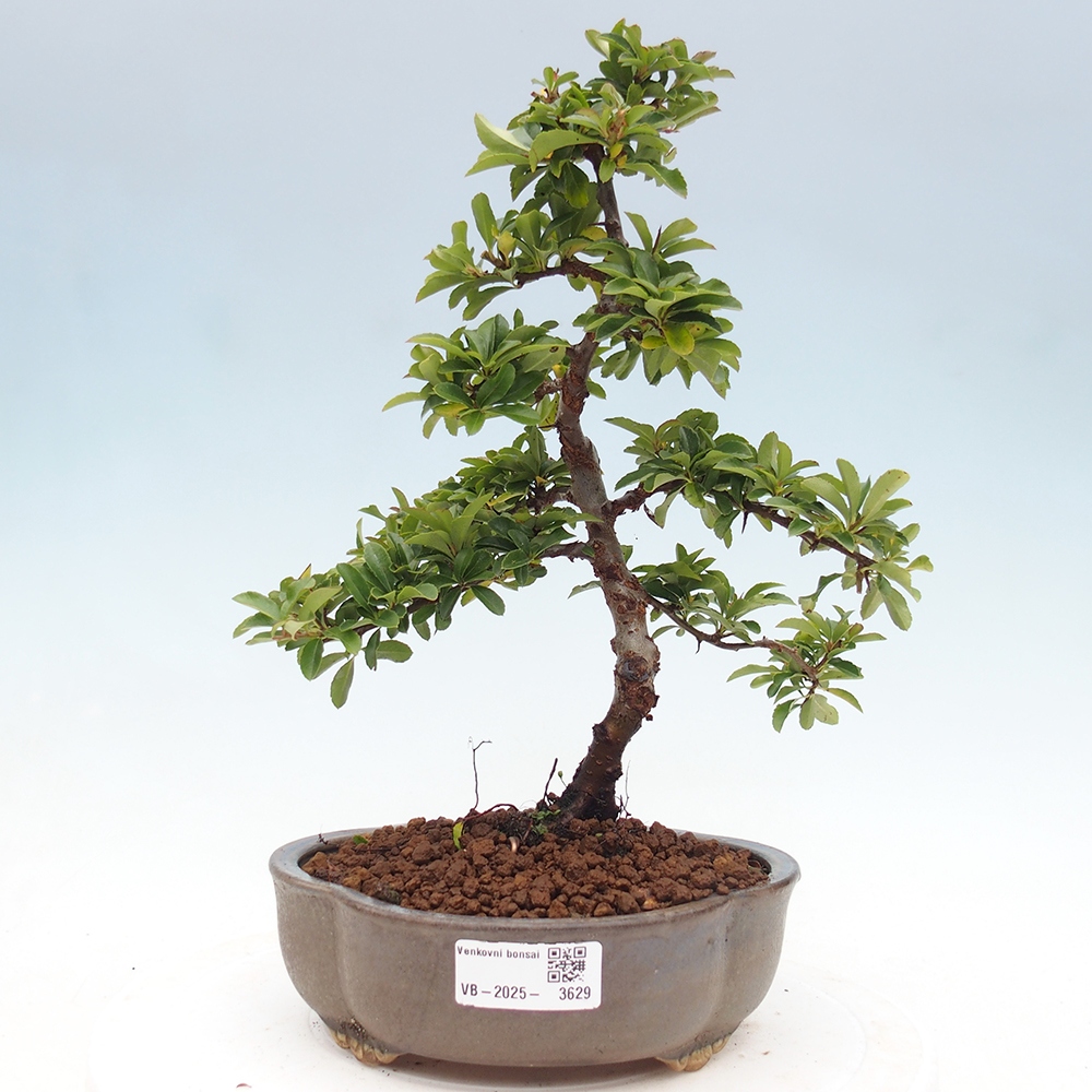 Vonkajšia bonsai-Pyracanta Teton -Hlohyně