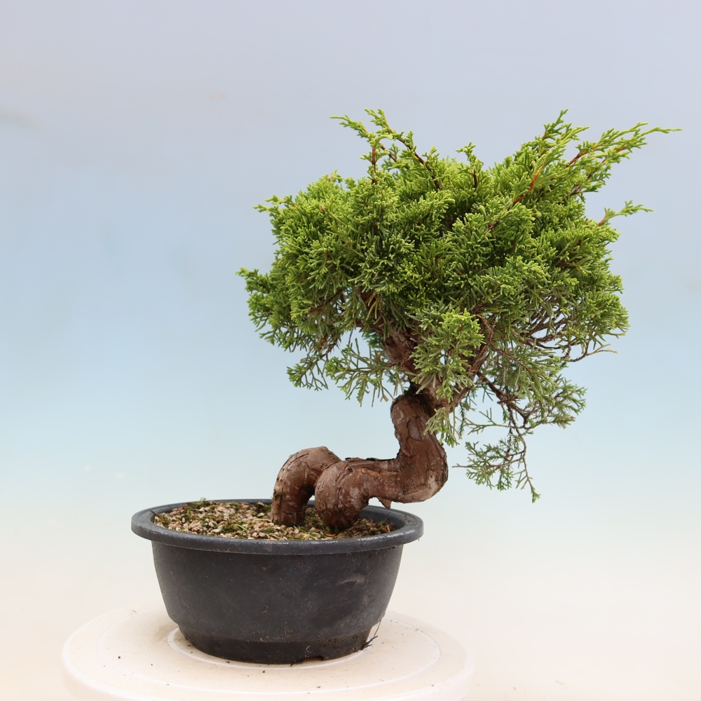 Vonkajší bonsai – Juniperus chinensis Itoigawa – čínsky jalovec