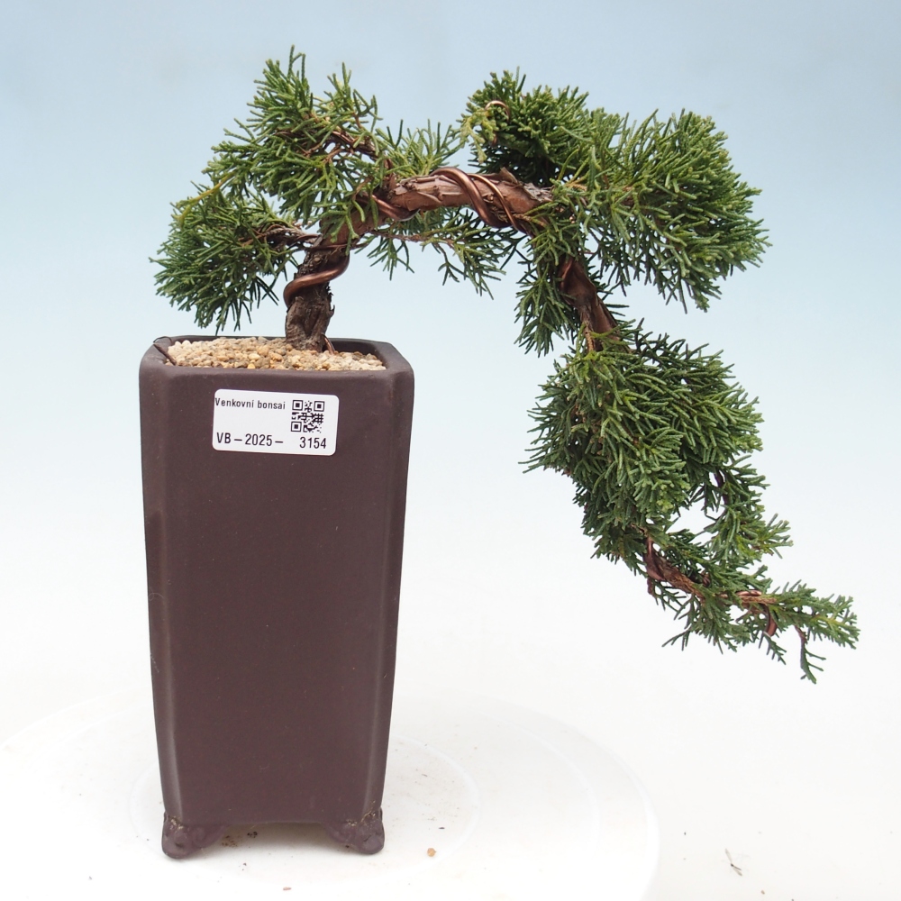 Vonkajší bonsai - Juniperus chinensis Kishu -Jalovec čínsky
