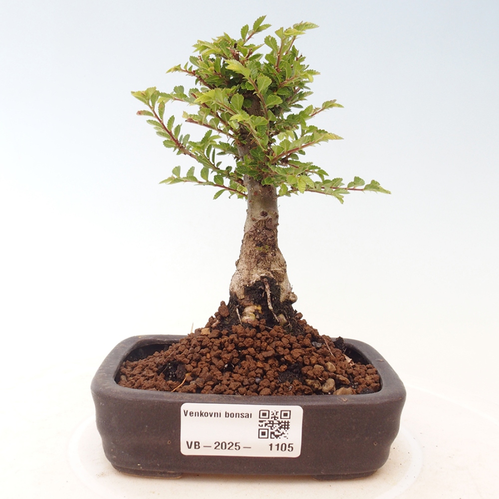 Vonkajší bonsai - Ulmus parvifolia Sagei - Malolistý brest