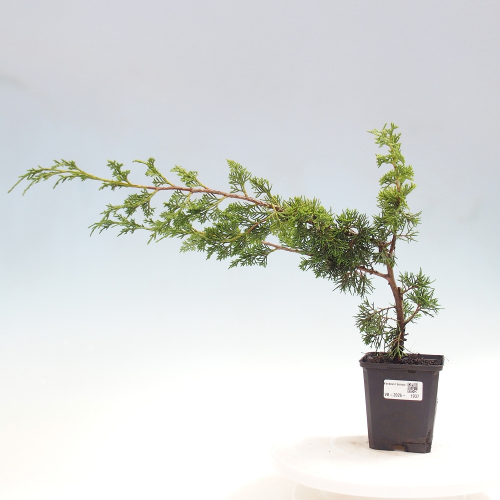Vonkajší bonsaj - Juniperus chinensis Itoigawa