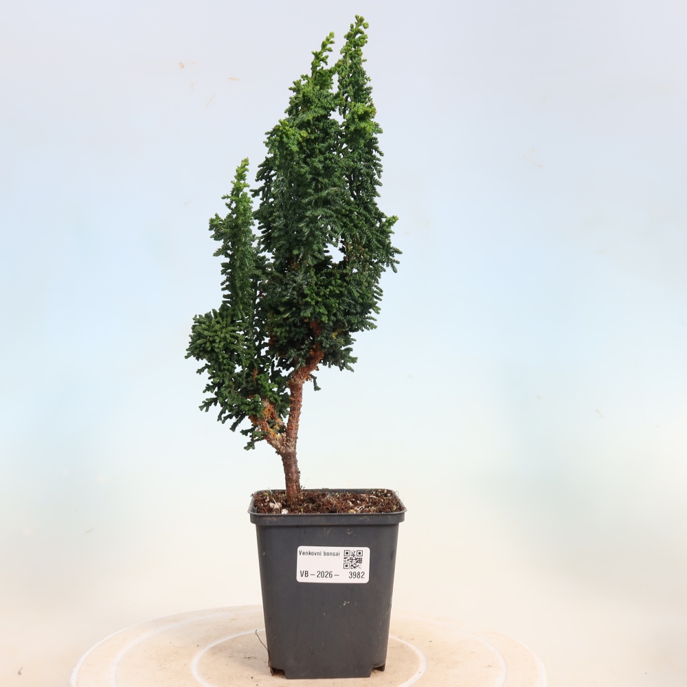 Vonkajší bonsaj - Cham. obtusa SEKKA HINOKI - Cypruštek