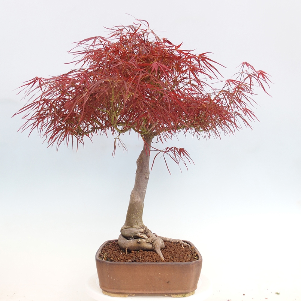 Vonkajší bonsai - Javor dlanitolistý - Acer palmatum RED PYGMY