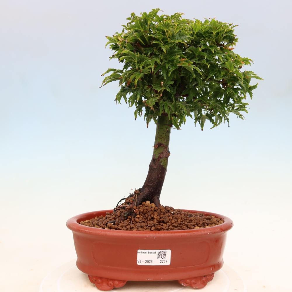 Vonkajšia bonsaj -Javorská palma Acer palmatum Shishigashira