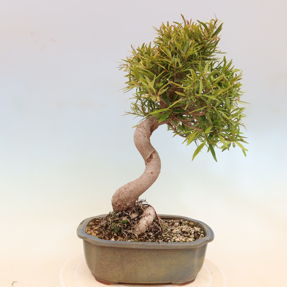 Izbové bonsaje - Ficus nerifolia - fíkus drobnolistý