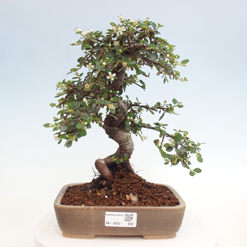 Vonkajší bonsai-Cotoneaster dammeri - Skalník Damerov