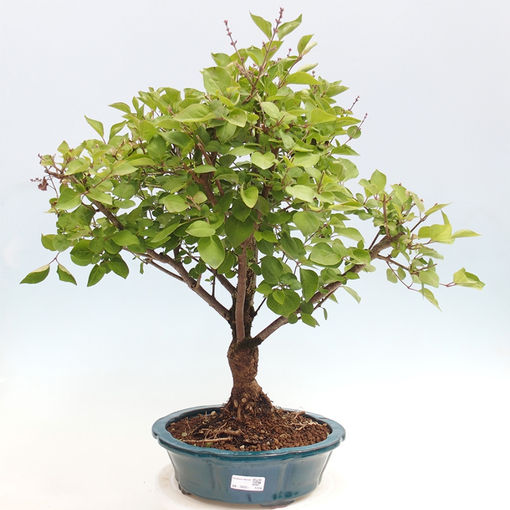 Vonkajší bonsai - Syringa Meyeri Palibin - Orgován Meyerov