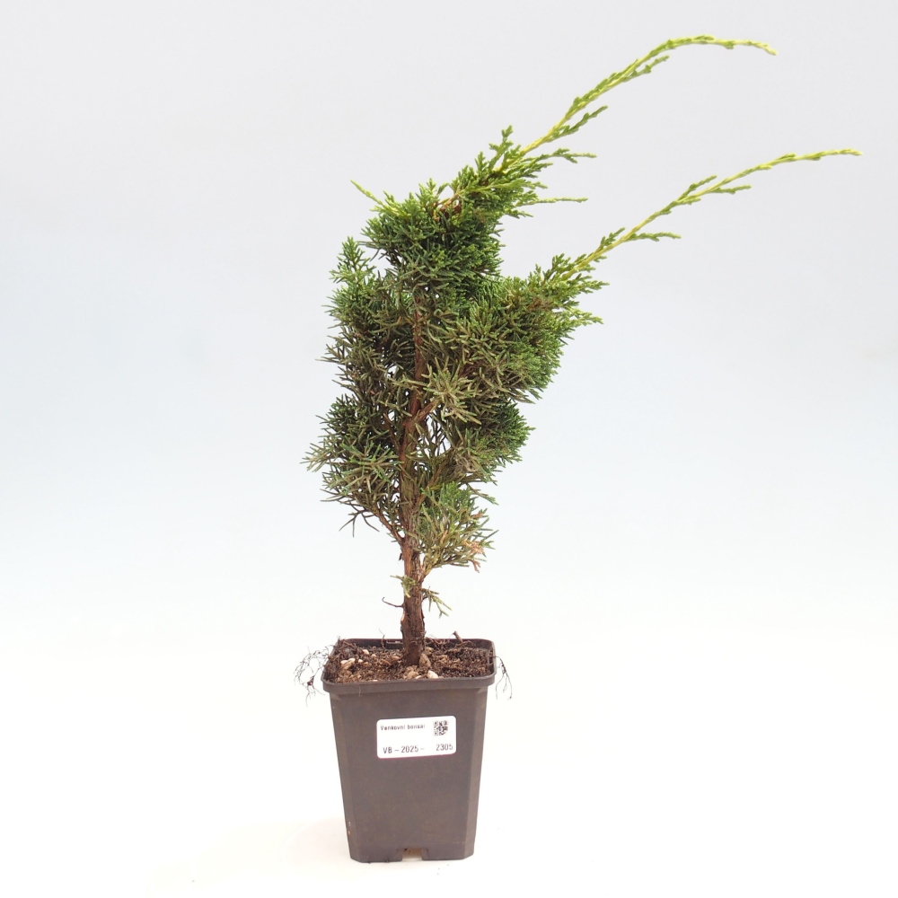 Vonkajšie bonsai - Juniperus chinensis Kishu -Jalovec čínsky