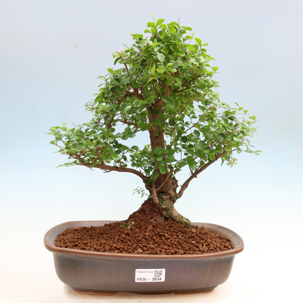 Izbový bonsaj -Ligustrum retusa - drobnolistý vtáčí zob