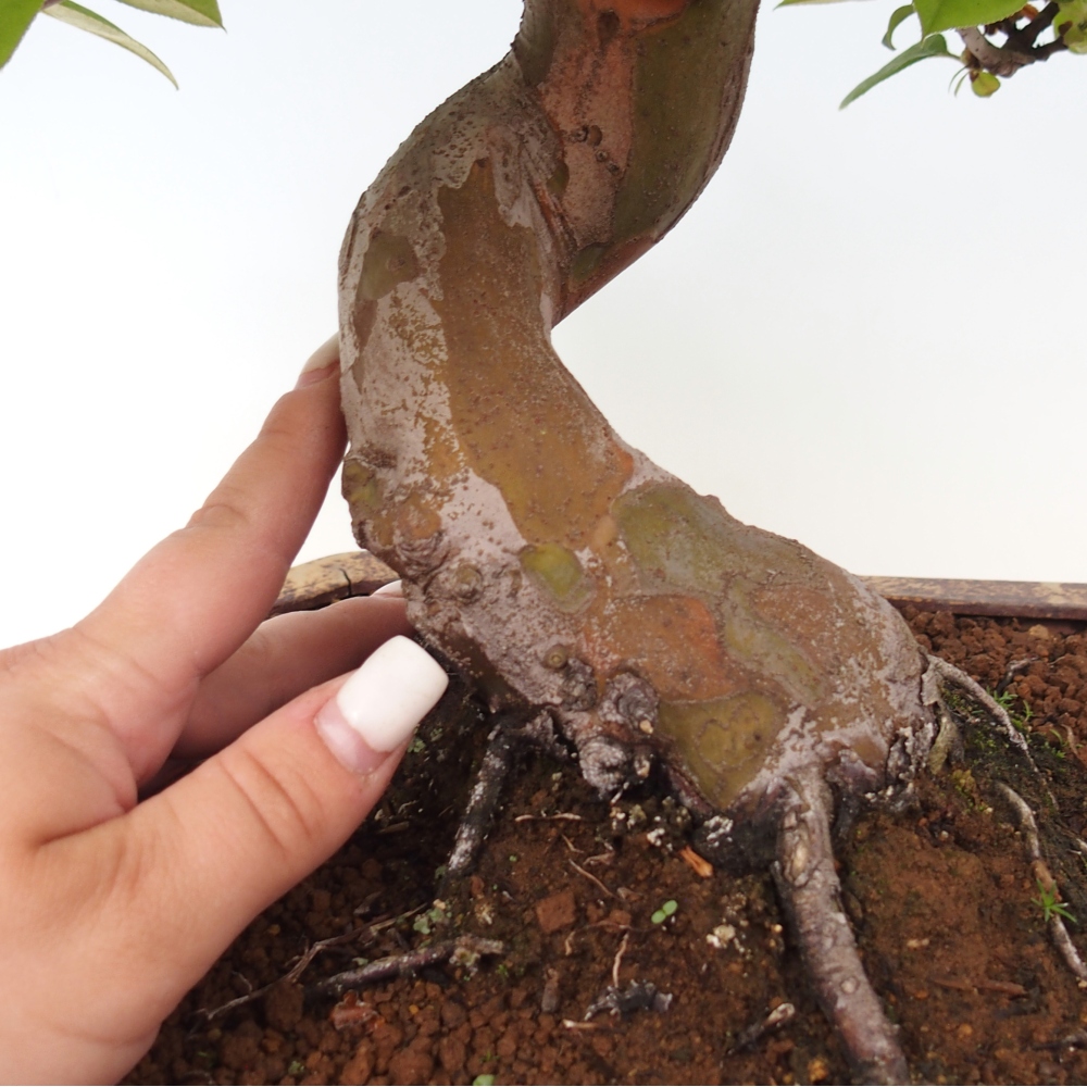 Vonkajšie bonsaje - Pseudocydonia sinensis - čínska kdoule