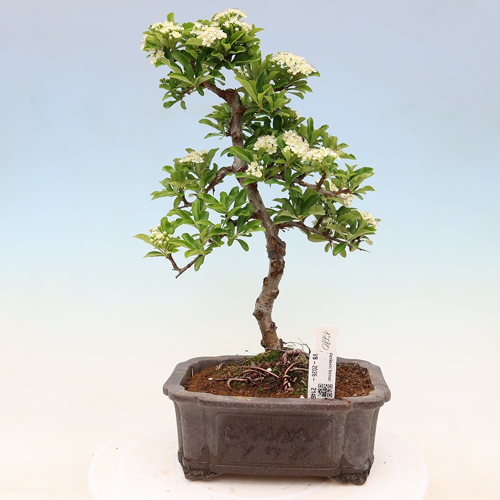 Vonkajší bonsai – Pyracantha teton – hlohovec šarlátový
