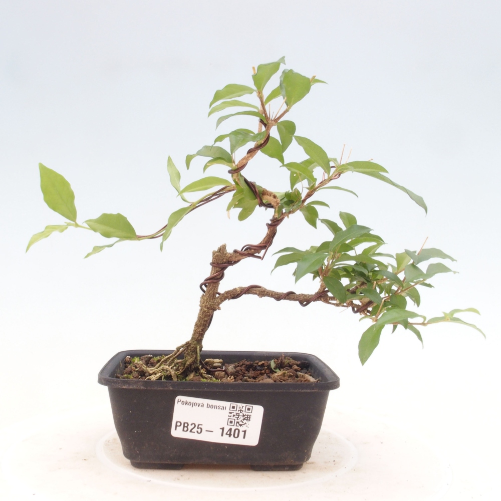 Izbová bonsai - Malpighia coccigera- Barbdorská čerešňa