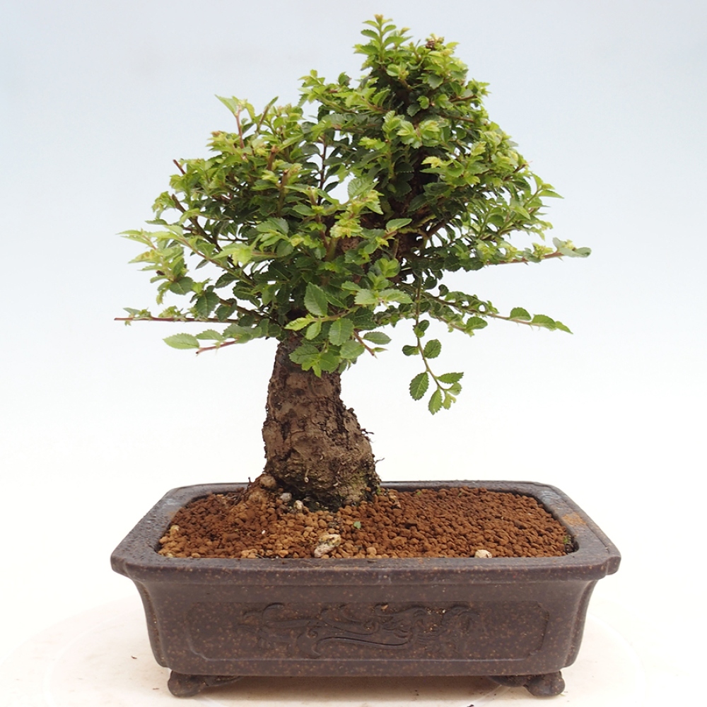 Vonkajší bonsai - Ulmus parvifolia Hokkaido - brest Činski