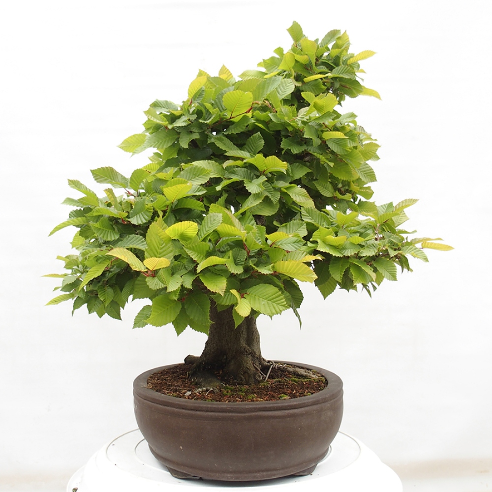 Vonkajší bonsai - Hrab obyčajný - Carpinus betulus