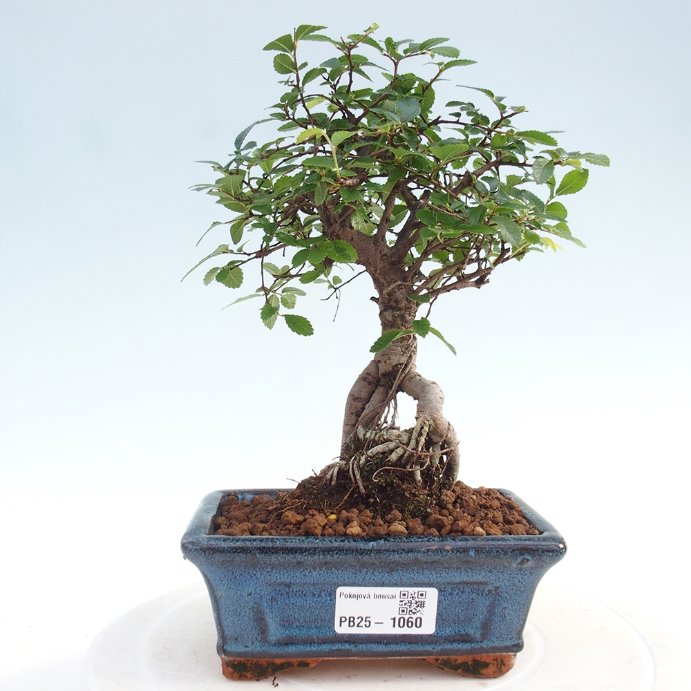 Izbová bonsai - Ulmus parvifolia - Malolistý brest