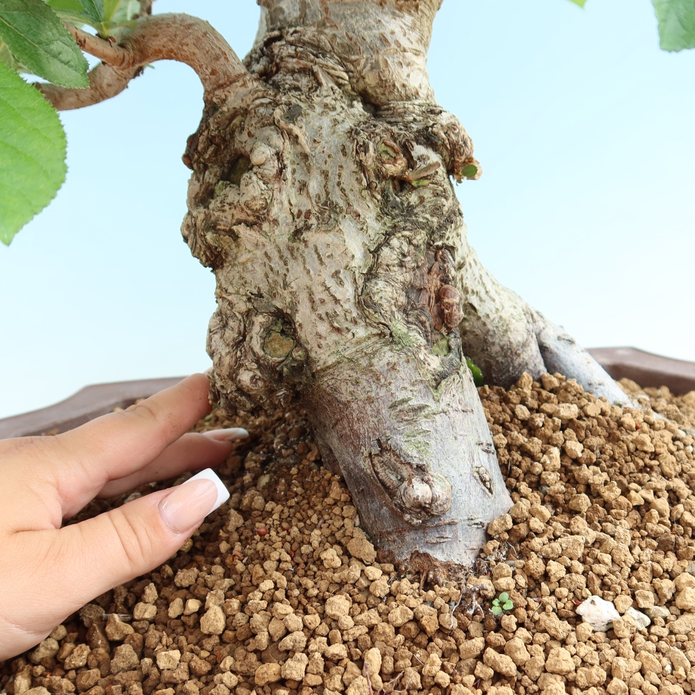 Vonkajšie bonsaje – Photinia chlpatá – Photinia villosa