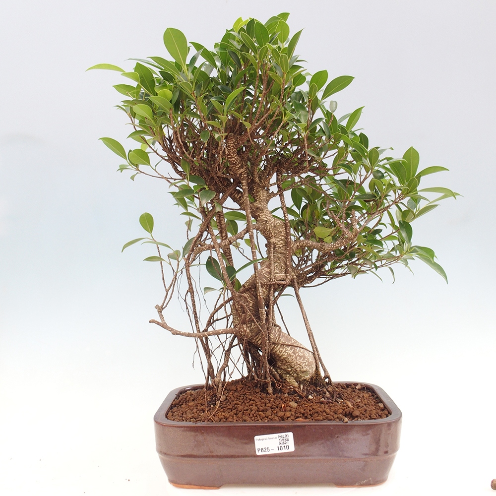 Izbová bonsai - Ficus kimmen - malolistý fikus