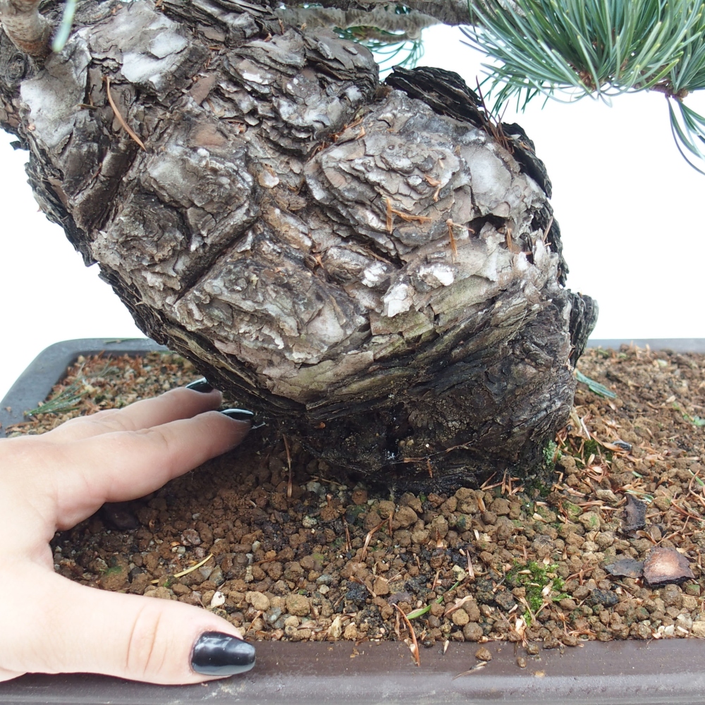 Vonkajšie bonsai - Pinus parviflora - Borovica drobnokvetá