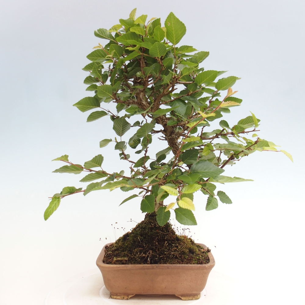 Vonkajší bonsai -Carpinus CARPINOIDES - Hrab kórejský