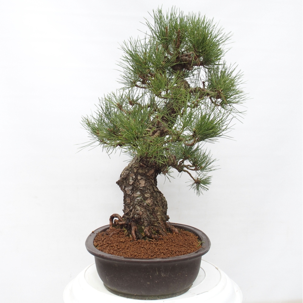 Vonkajšie bonsai - Pinus thunbergii - Borovica thunbergova