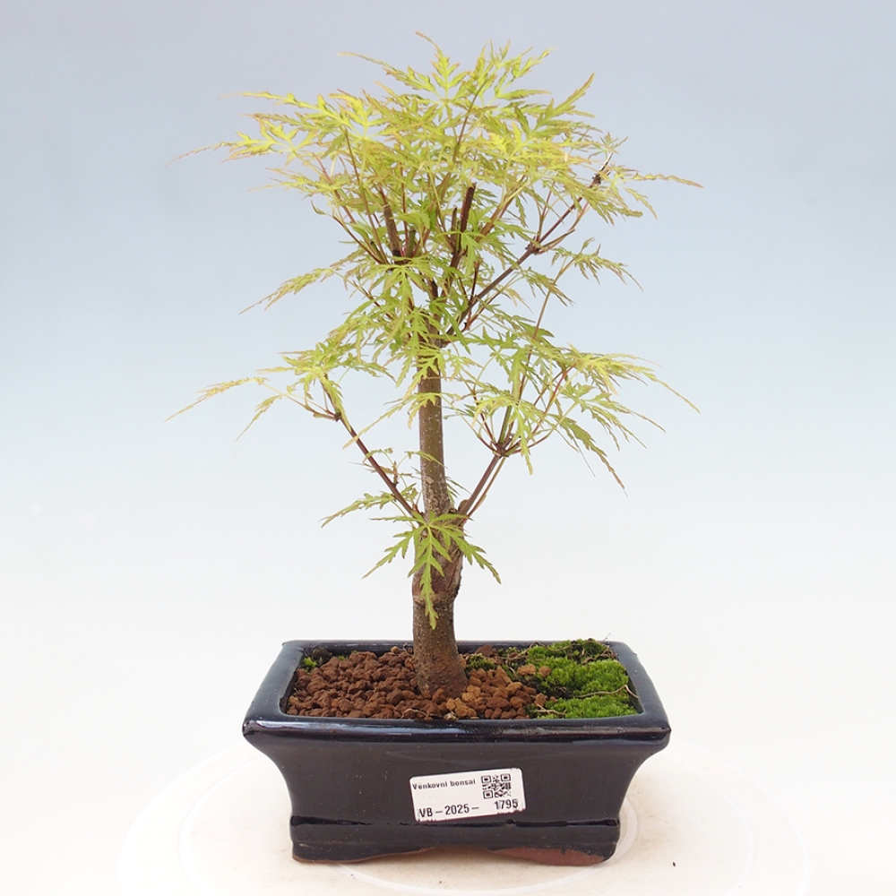 Vonkajšie bonsai - Acer palmatum Dissectum - Javor dlaňolistý 