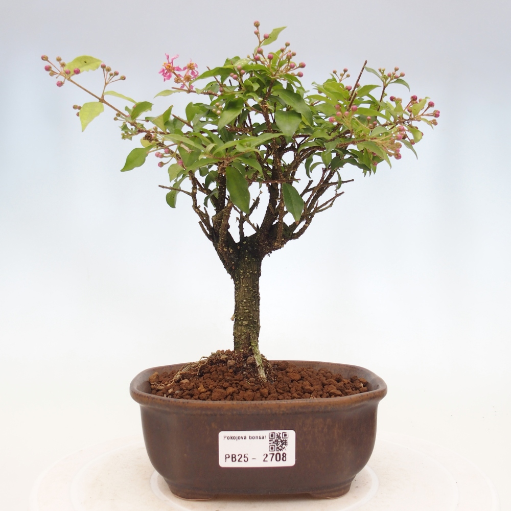 Izbová bonsai - Malpighia coccigera- Barbdorská čerešňa