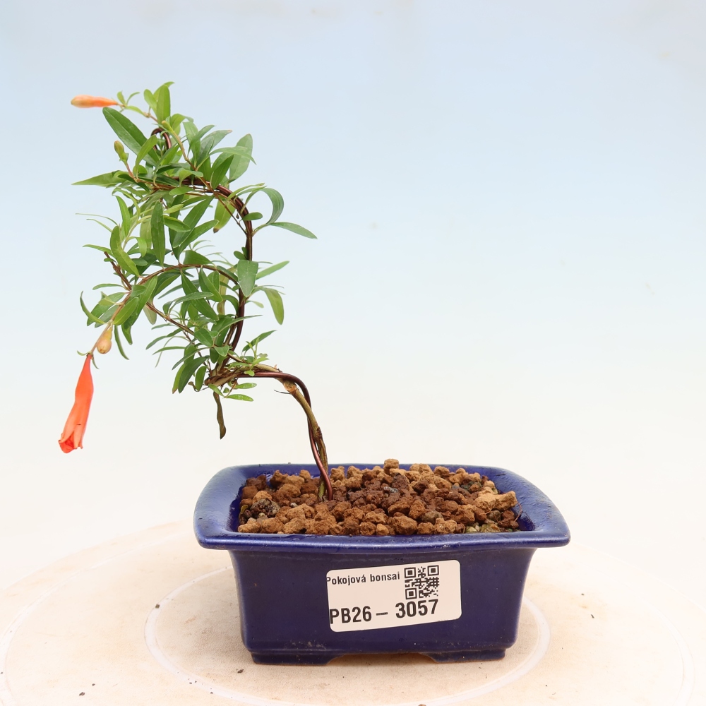 Izbový bonsaj-PUNICA granatum nana-Granátové jablko