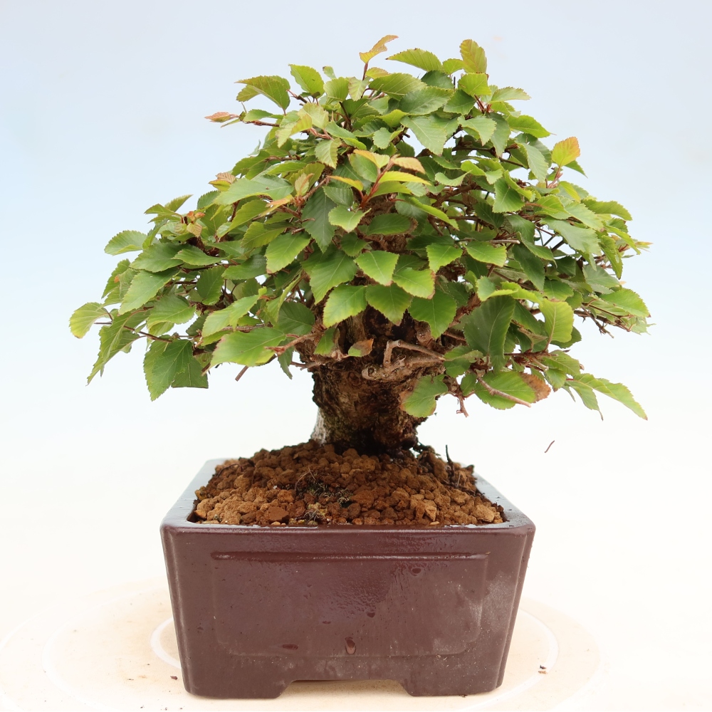 Vonkajší bonsaj -Carpinus coreana - Hrab kórejský