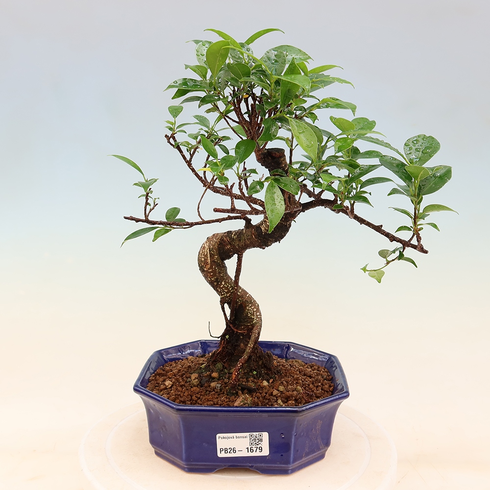Izbový bonsaj - Ficus retusa - drobnolistý fikus