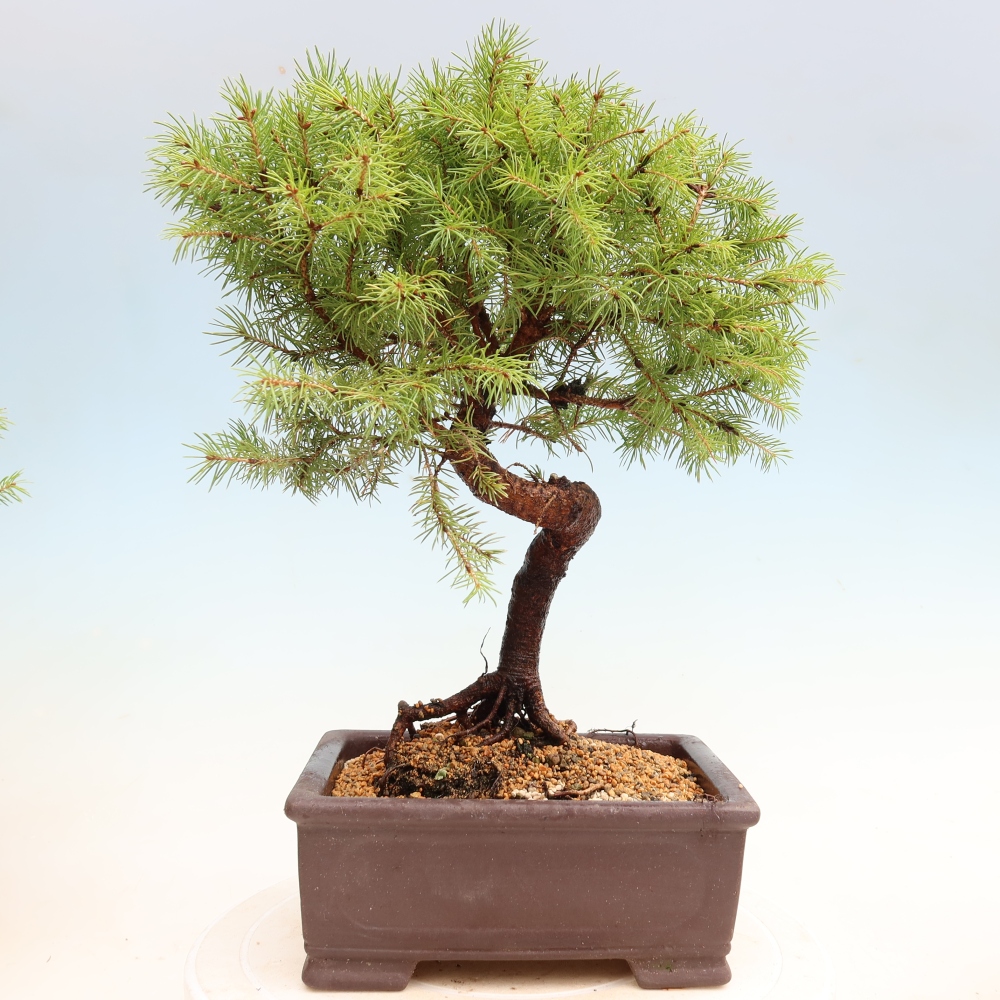 Vonkajší bonsai – Smrek sivý – Picea glauca globe