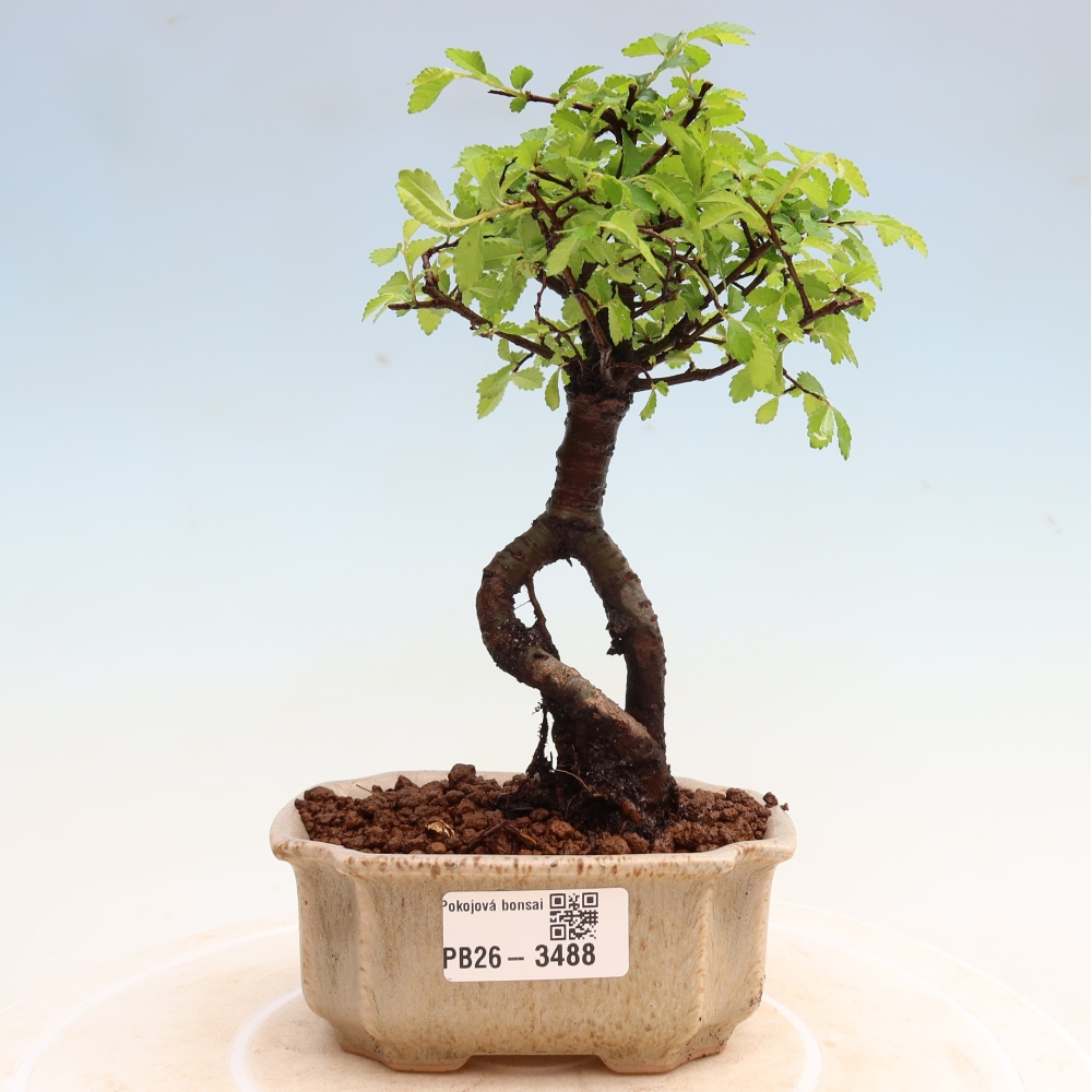 Izbový bonsaj - Ulmus parvifolia - brest malolistý
