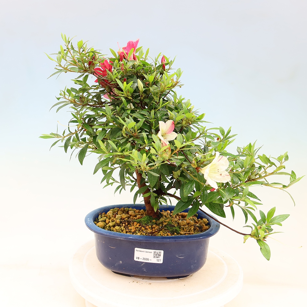 Vonkajšie bonsaje - Japonské azalky - Azalea Suigootome