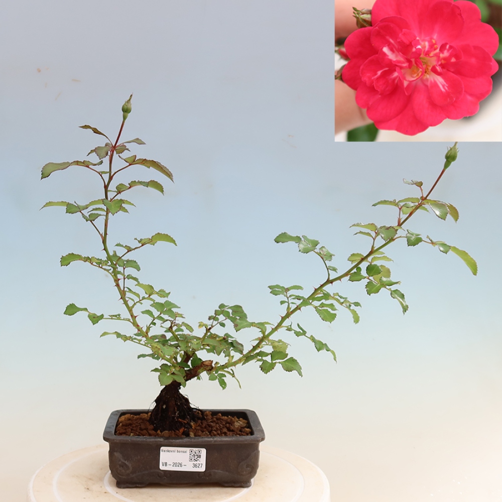 Vonkajšie bonsaje – Rosa Kordes – ruže
