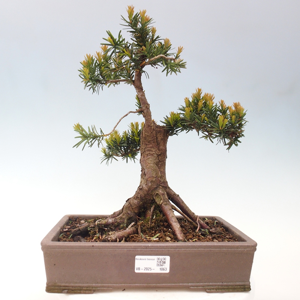 Vonkajší bonsai - Taxus cuspidata - Tis japonský
