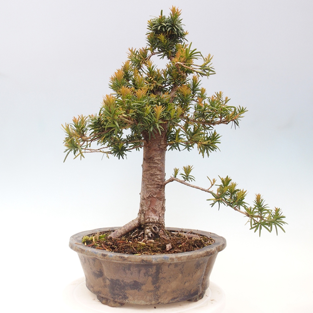 Vonkajší bonsai - Taxus cuspidata - Tis japonský