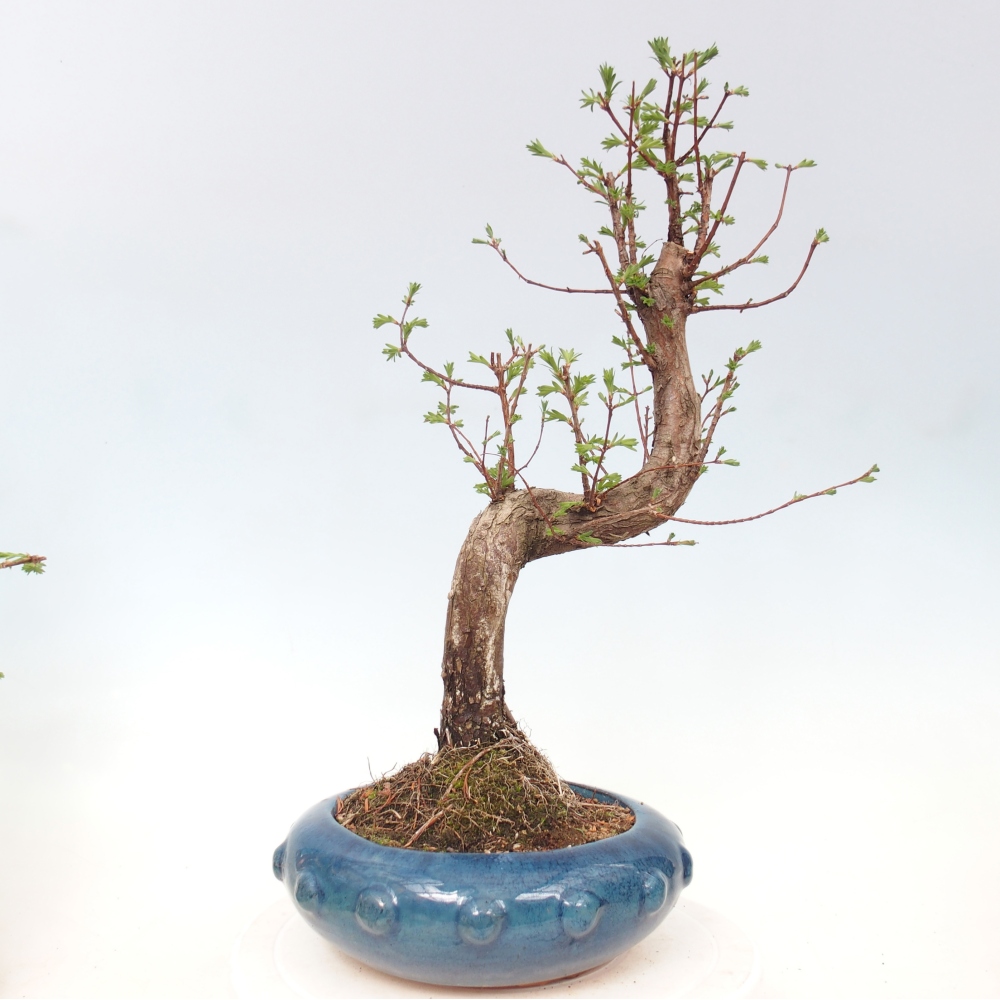 Vonkajšie bonsaje - Metasequoia glyptostroboides - čínska metasekvoja