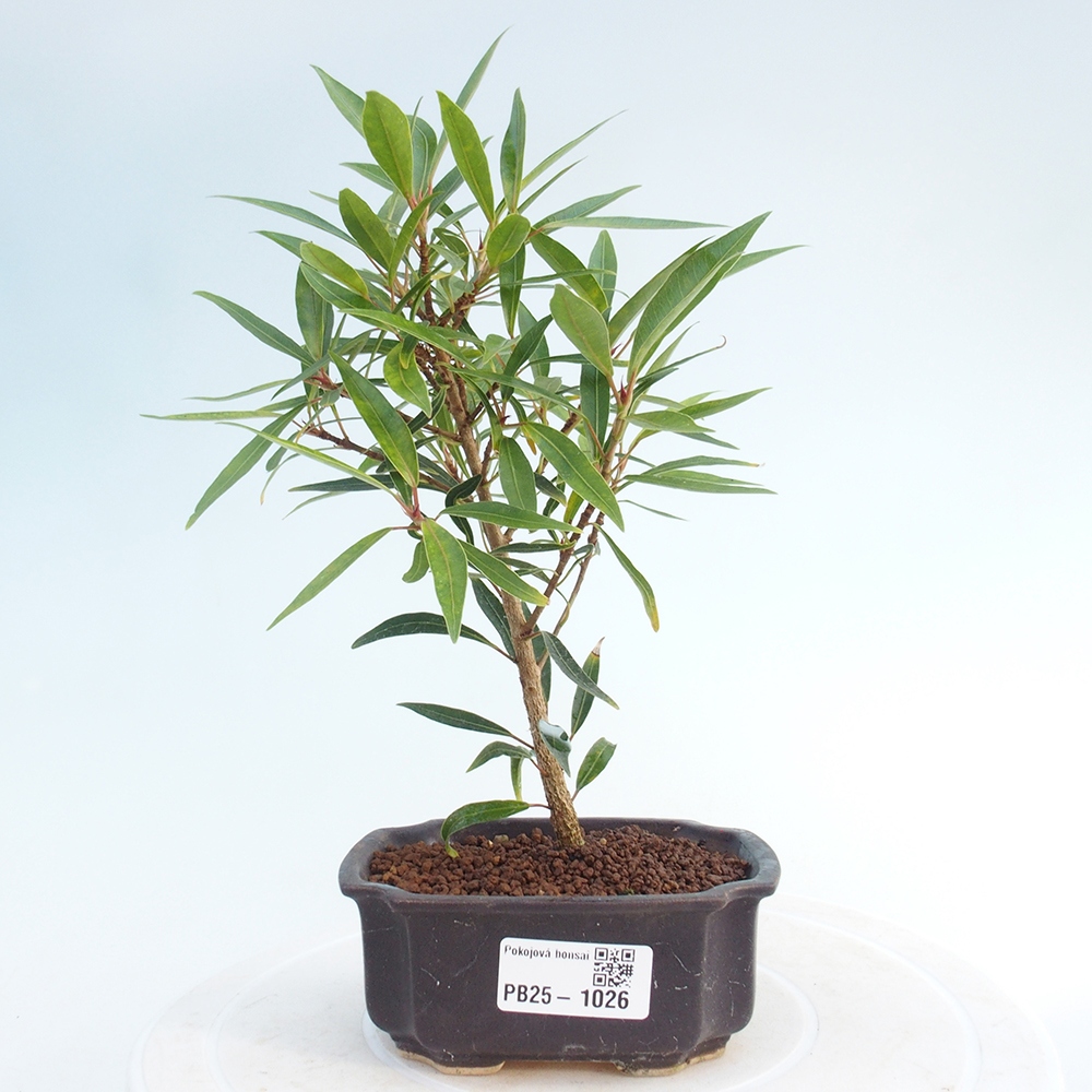 Izbová bonsai - Ficus nerifolia - malolistý fikus