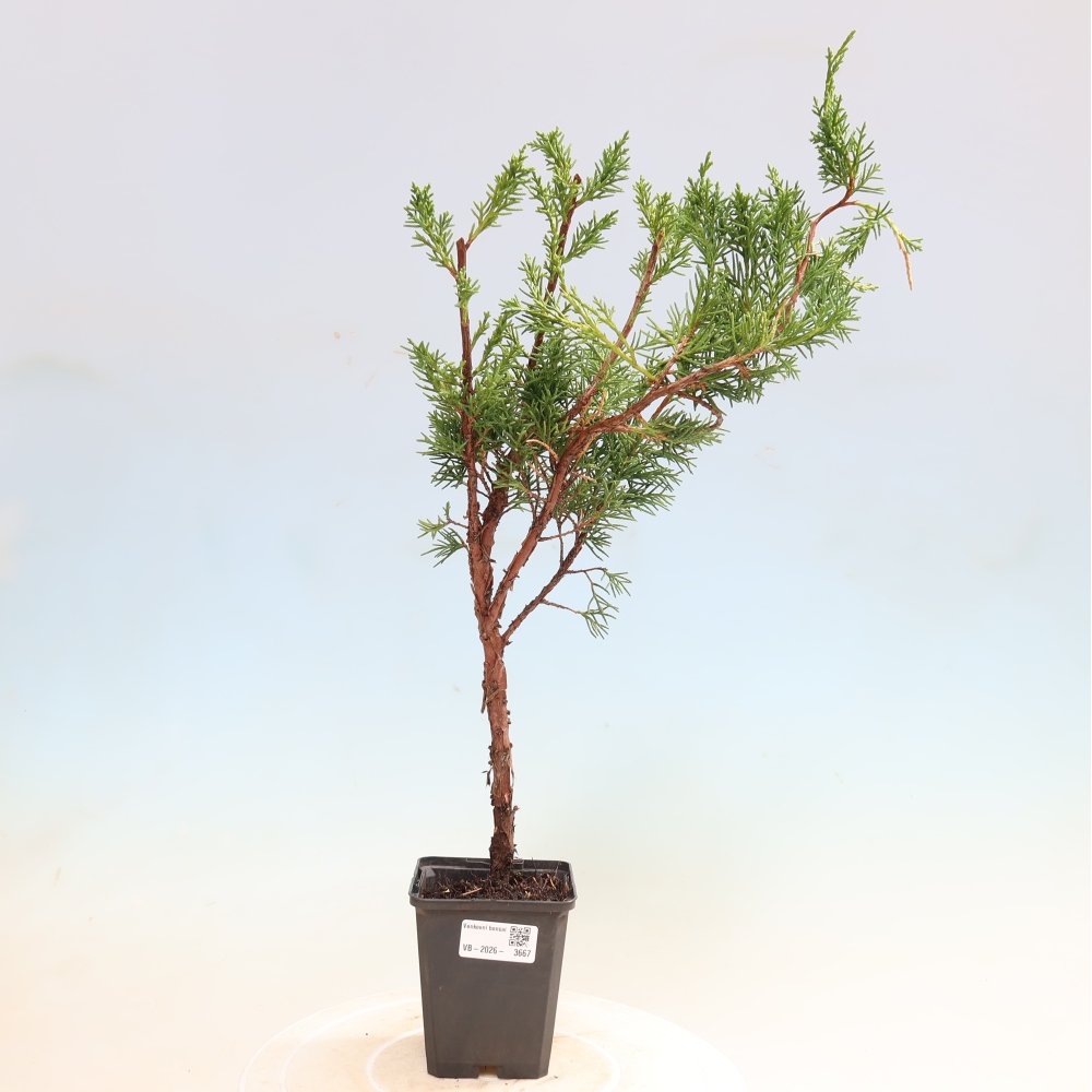 Vonkajší bonsaj - Juniperus chinensis Kishu