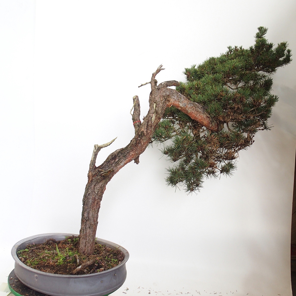 Yamadori - Pinus sylvestris Španielsko