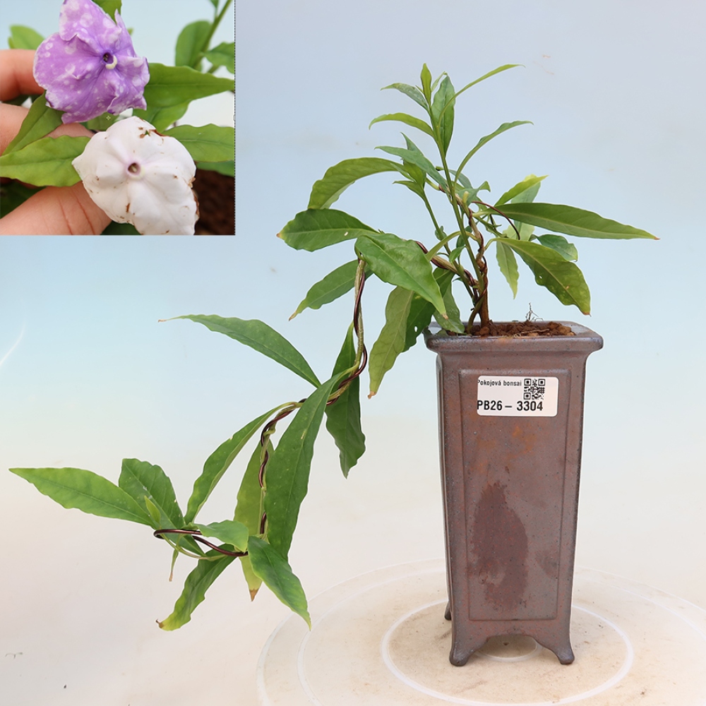 Izba bonsai – Tanaman melati costa – Brunfelsia