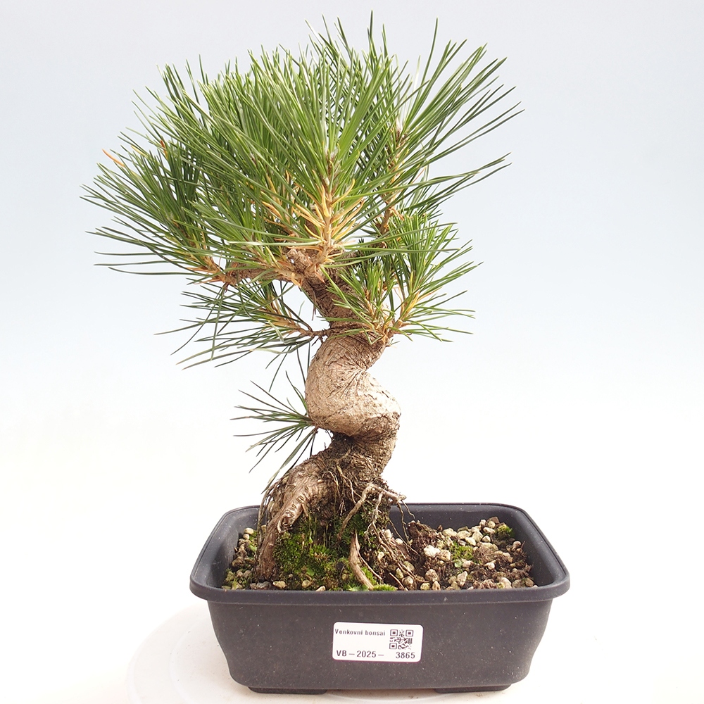 Vonkajšie bonsaje - Pinus thunbergii - borovica Thunbergova