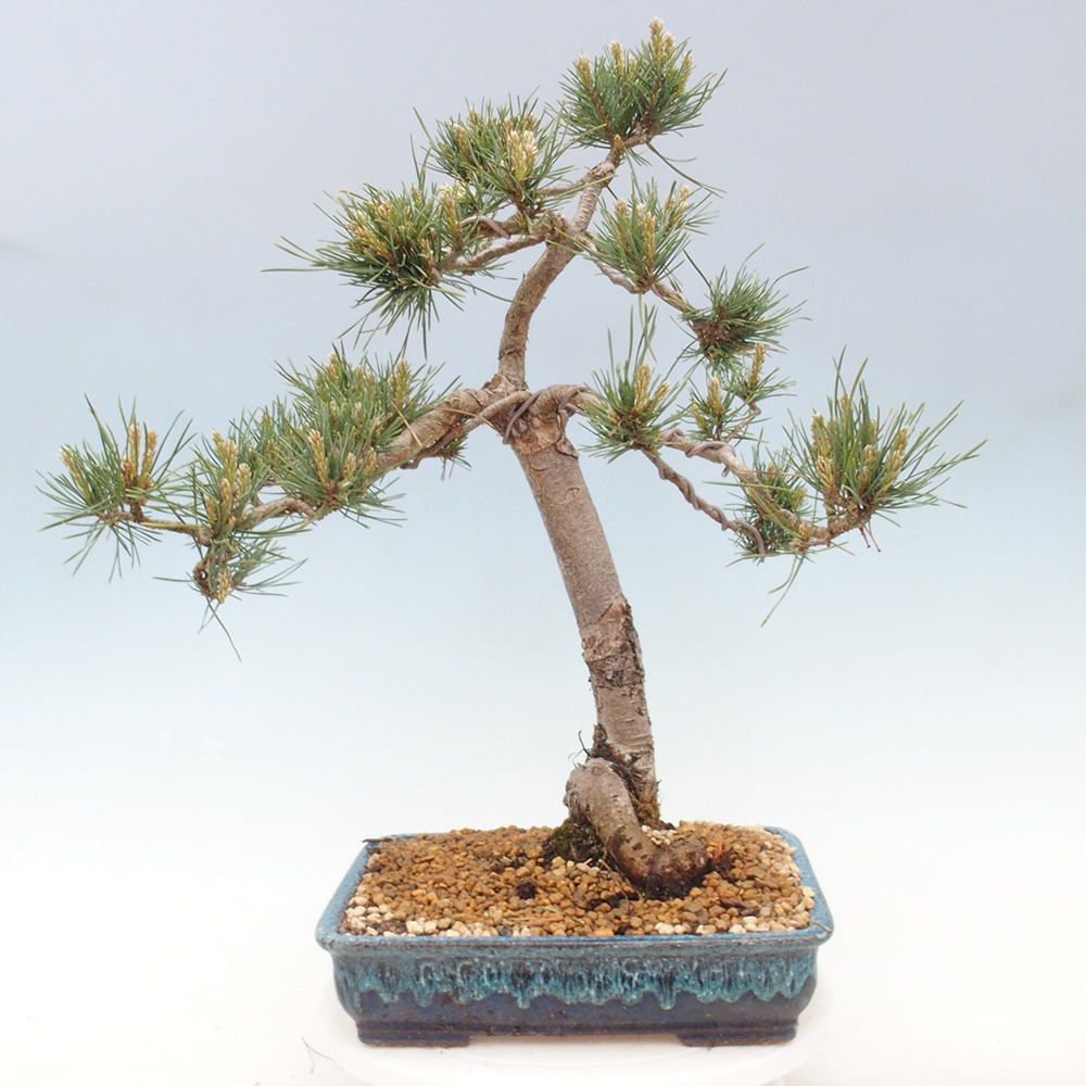Vonkajšie bonsai - Pinus Sylvestris - Borovica lesná