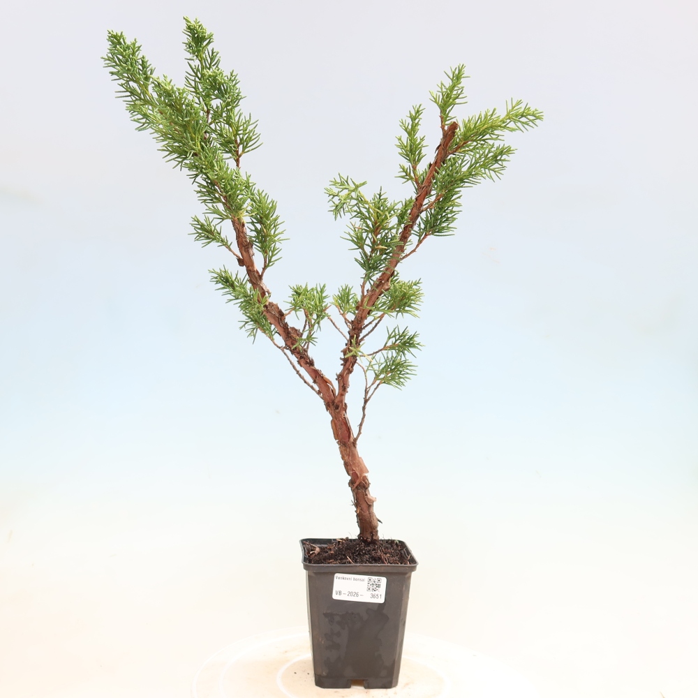 Vonkajší bonsaj - Juniperus chinensis Kishu